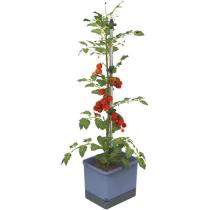 GUSTA GARDEN TOM TOMATO STANDARD SAMOZAVLAZOVACI KVETINAC MODRY, GG-104610