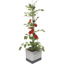 GUSTA GARDEN TOM TOMATO STANDARD SAMOZAVLAZOVACI KVETINAC SVETLO SEDY, GG-100610