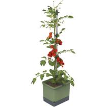 GUSTA GARDEN TOM TOMATO STANDARD SAMOZAVLAZOVACI KVETINAC TMAVO ZELENY, GG-103610