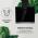 KLARSTEIN AURORA ECO 60 DIGESTOR, 10032877